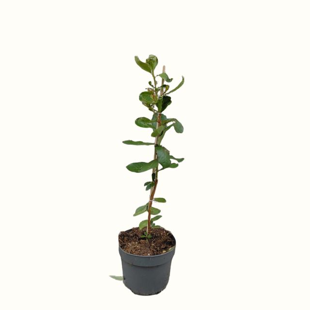 Aardbeienboom (Arbutus unedo)