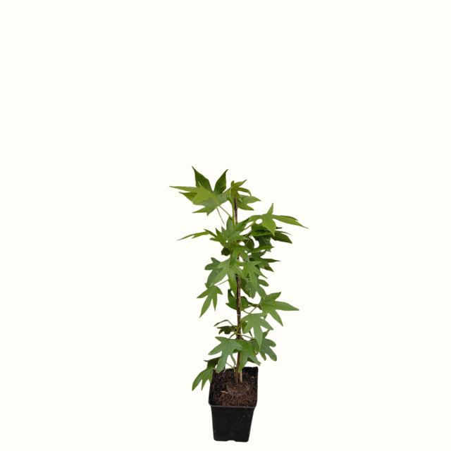 Amberboom (Liquidambar styraciflua 'Worplesdon')