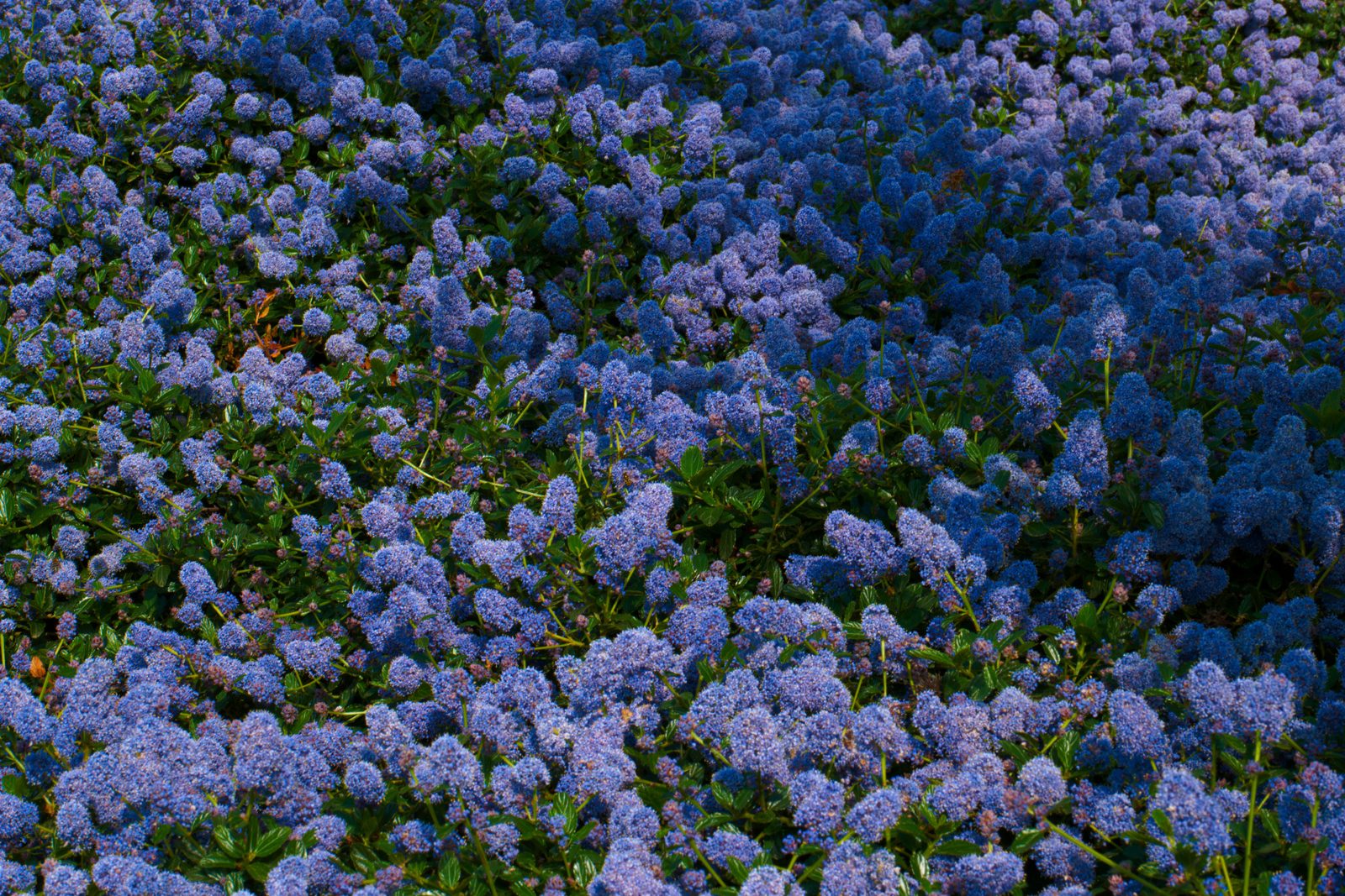 Amerikaanse sering (Ceanothus thyrsiflorus 'Repens')