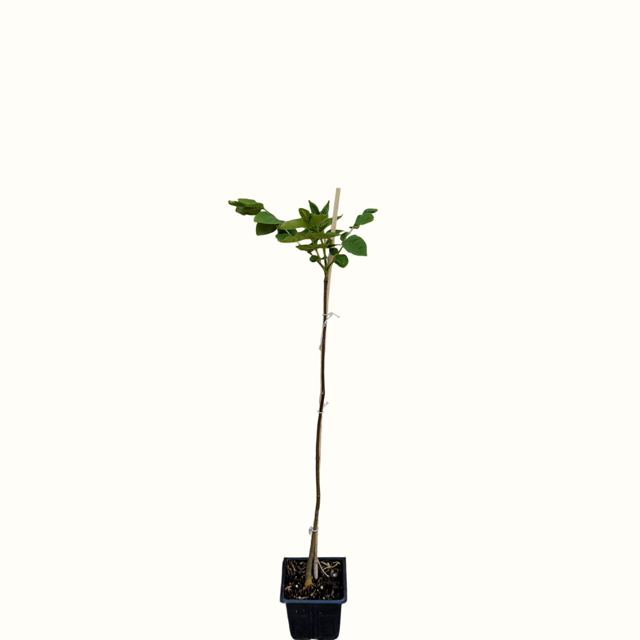 Bijenboom (Tetradium daniellii)