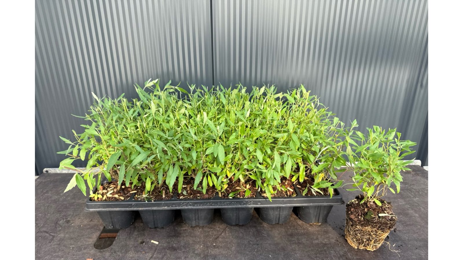 Blauwe spirea (Caryopteris clandonensis 'Ferndown')
