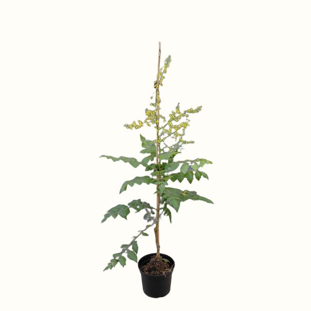 Chinese vernisboom (Koelreuteria paniculata 'Beachmaster')