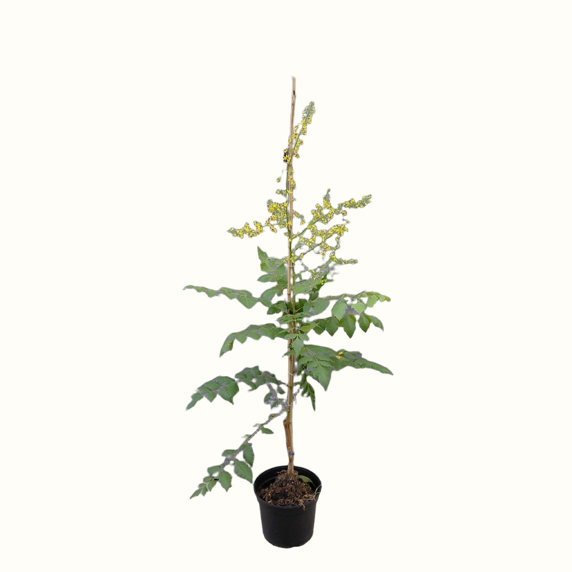 Chinese vernisboom (Koelreuteria paniculata 'Beachmaster')