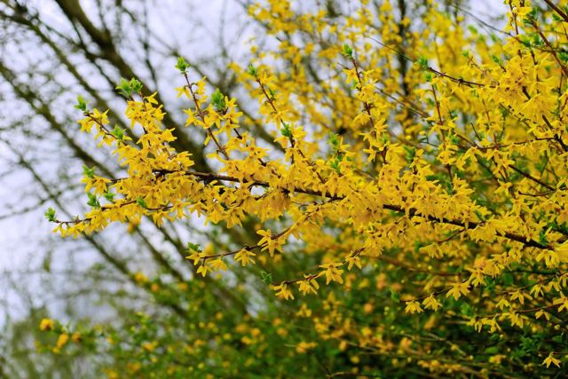Forsythia (Forsythia intermedia 'Spectabilis')
