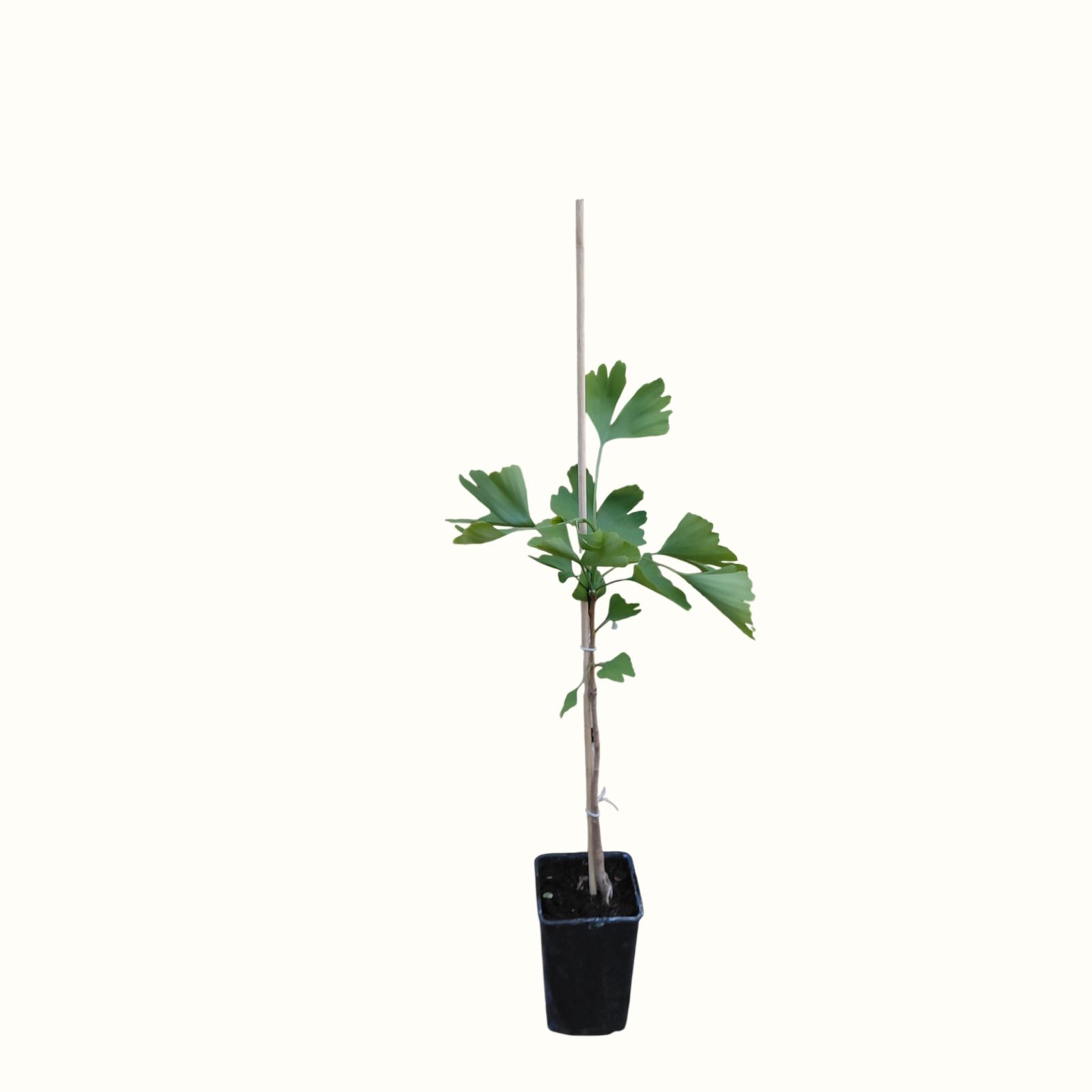 Ginkgo biloba (Ginkgo biloba)