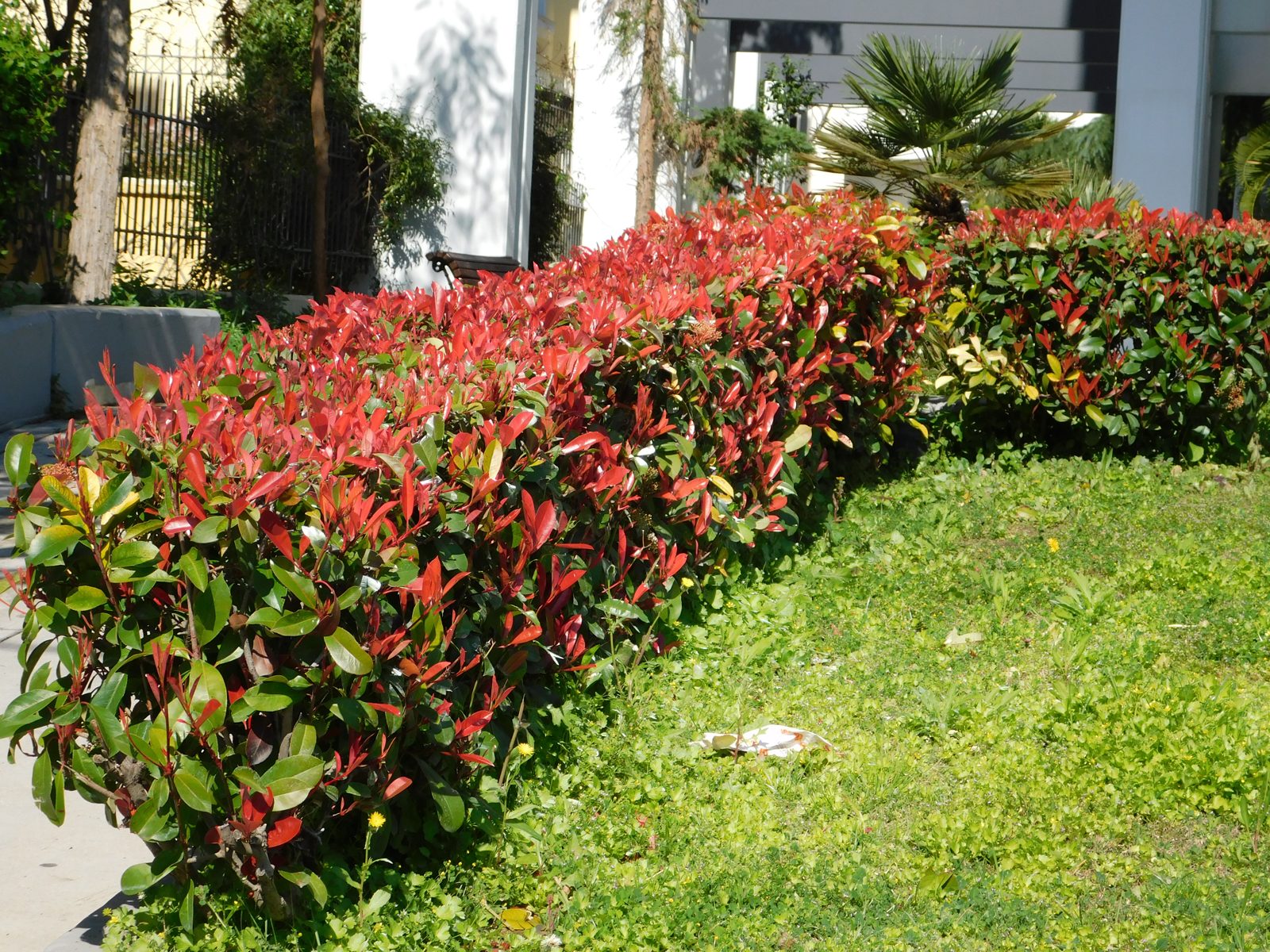 Glansmispel (Photinia fraseri 'Red Robin')