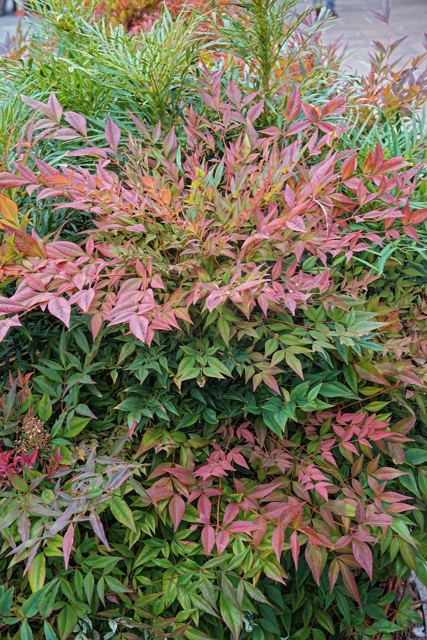 Hemelse bamboe (Nandina domestica 'Obsessed')