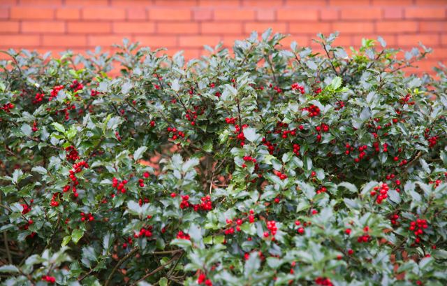 Hulst (Ilex aquifolium)