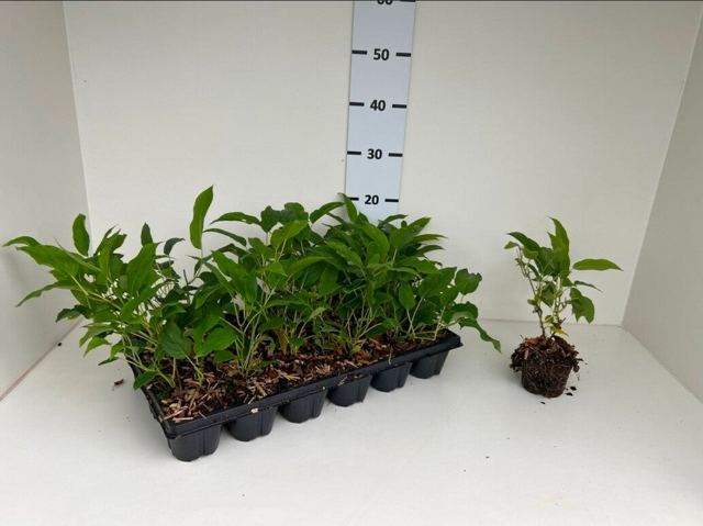 Kiwibes (Actinidia arguta 'Issai')