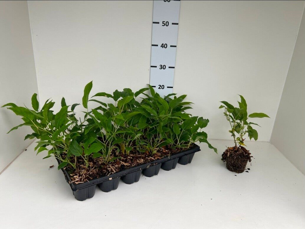 Kiwibes (Actinidia arguta 'Issai')
