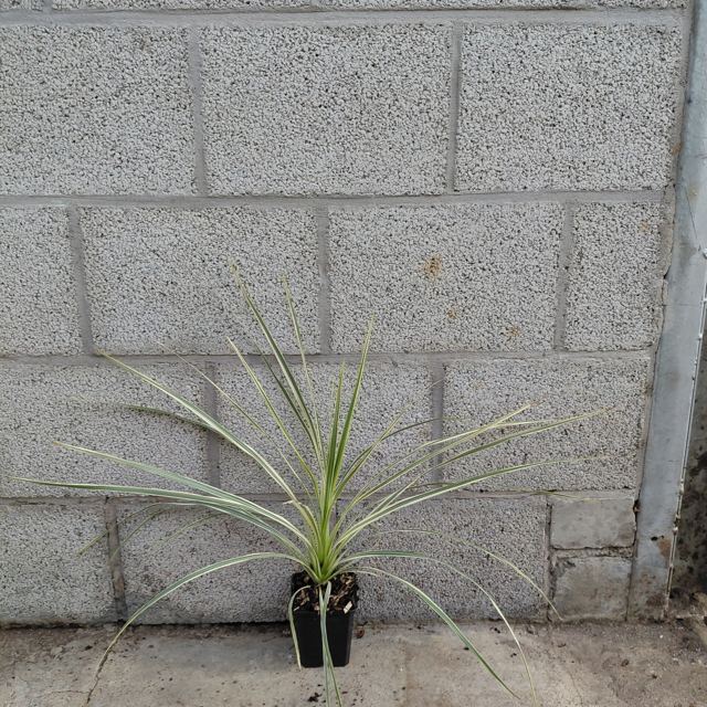 Koolpalm (Cordyline 'Lemon Lime')