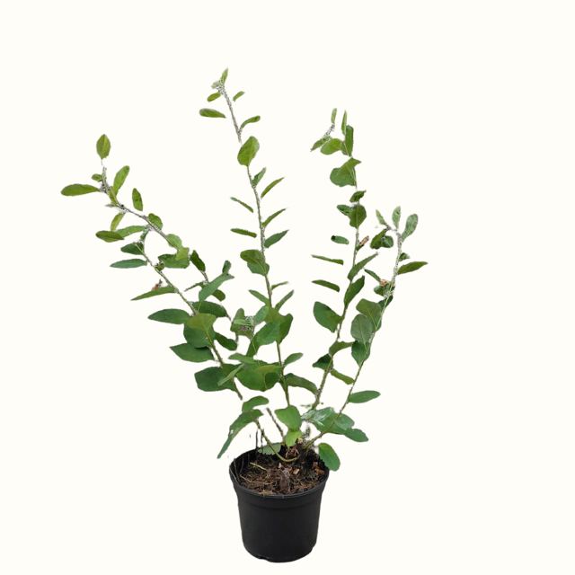 Krentenstruik (Amelanchier lamarckii)