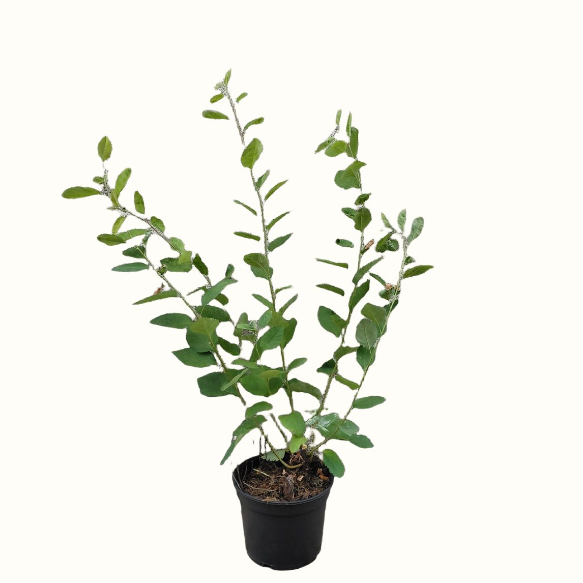 Krentenstruik (Amelanchier lamarckii)