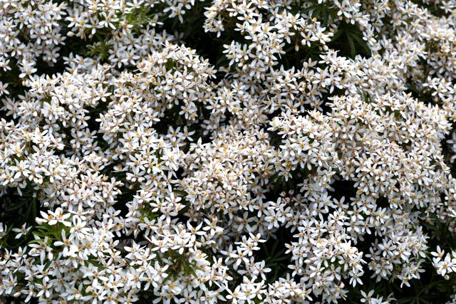 Mexicaanse oranjebloesem (Choisya ternata)