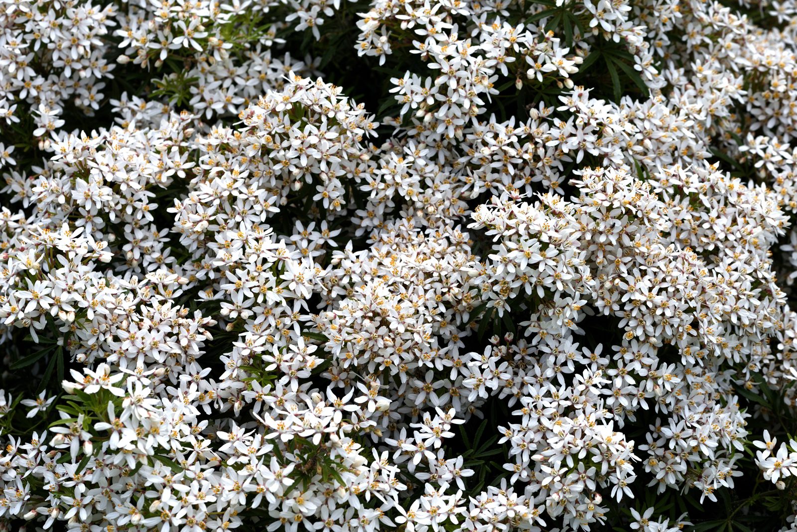 Mexicaanse oranjebloesem (Choisya ternata)