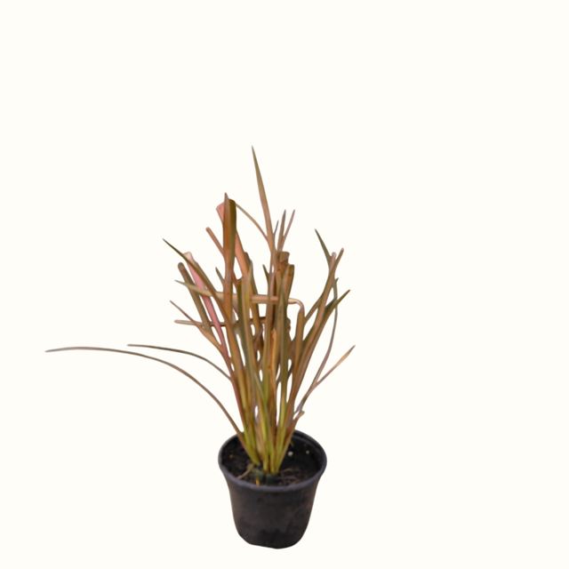Nieuw-Zeelands vlas (Phormium)