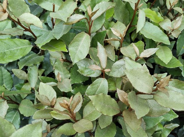 Olijfwilg (Elaeagnus ebbingei)