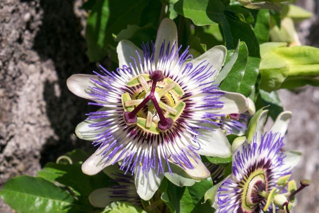 Passiebloem (Passiflora caerulea)