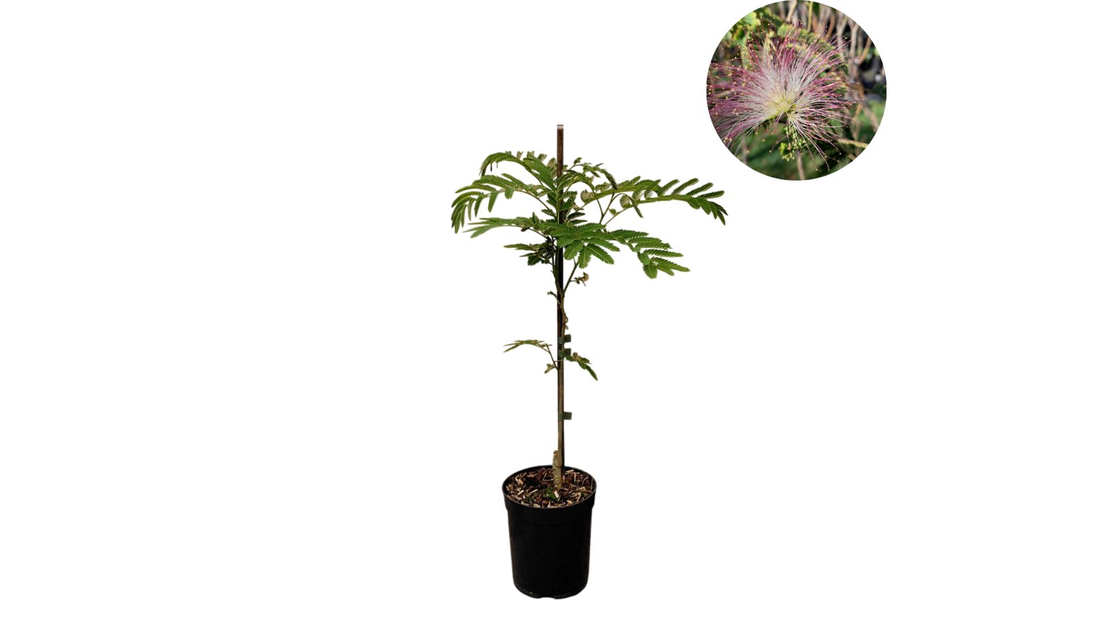 Perzische slaapboom (Albizia julibrissin)