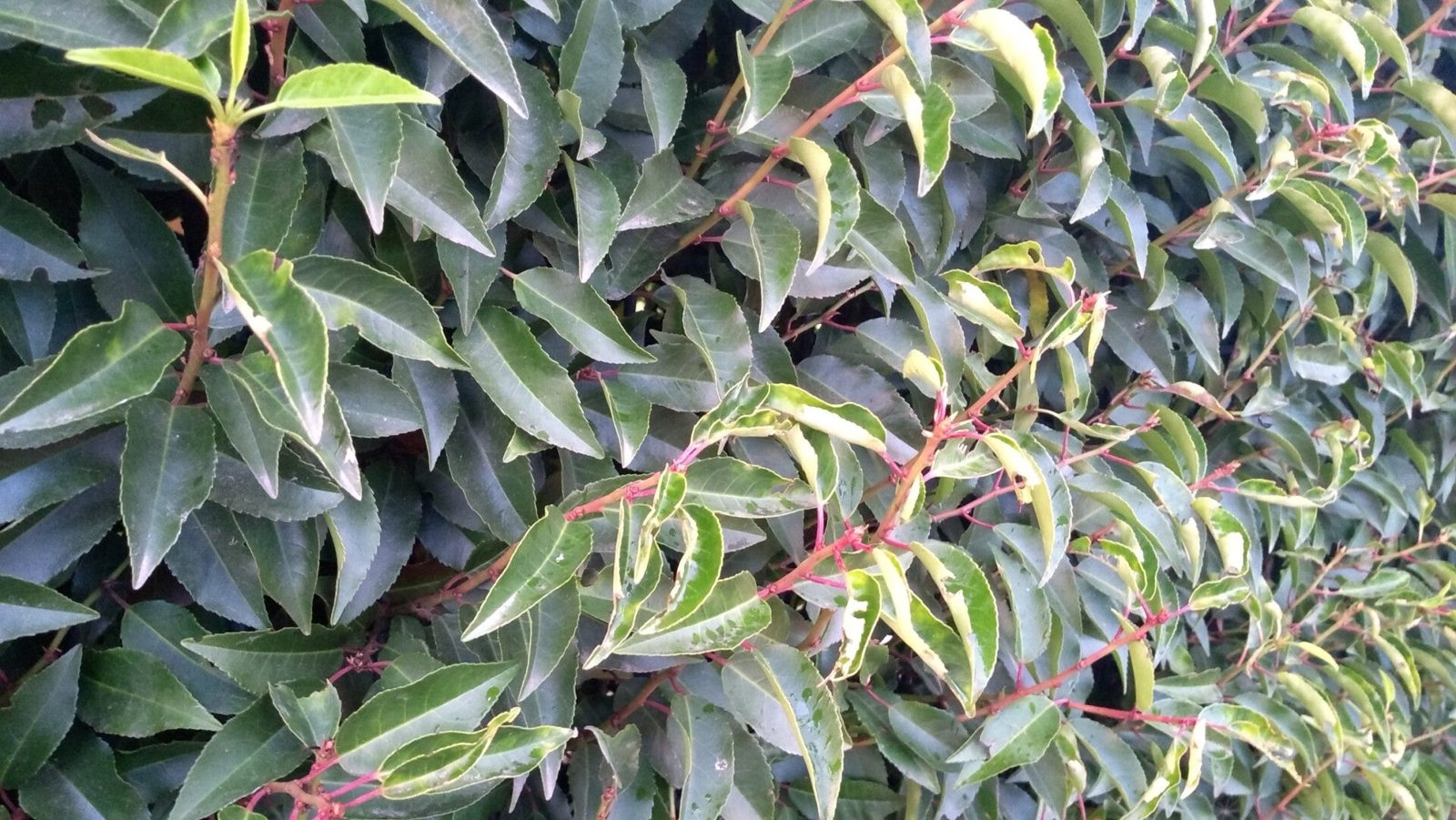 Portugese laurier (Prunus lusitanica 'Angustifolia')