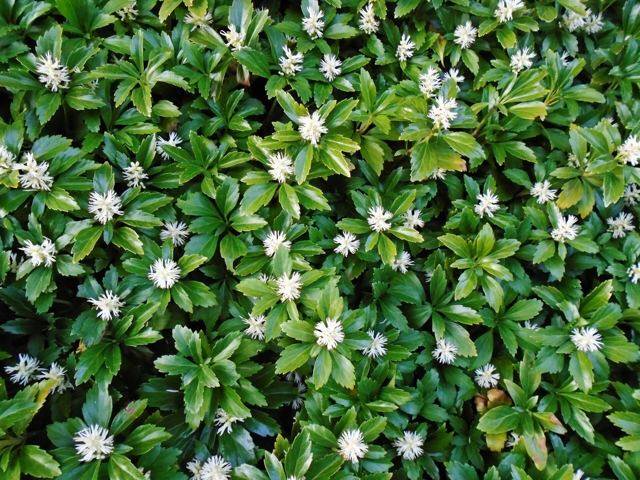 Schaduwkruid (Pachysandra terminalis 'Green Carpet')