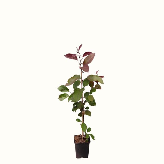 Sierappel (Malus 'Mokum')