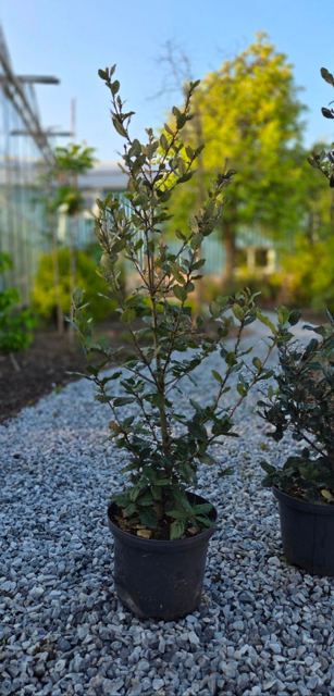 Steeneik (Quercus ilex)