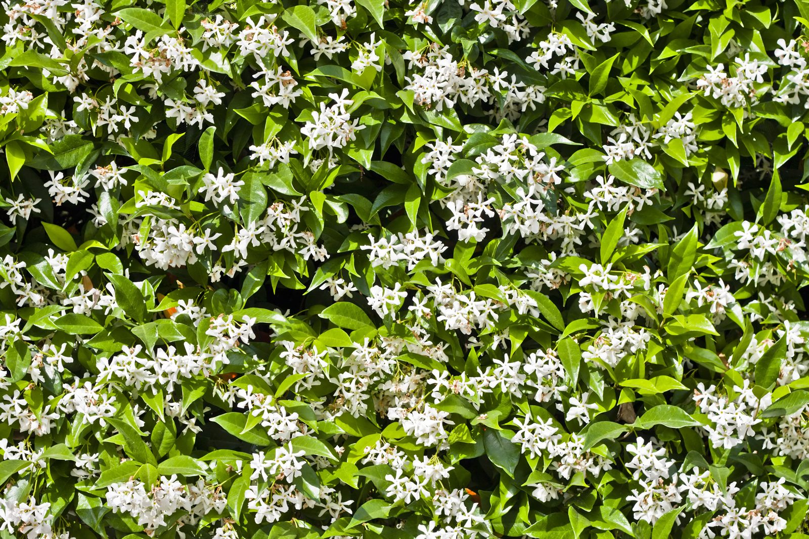 Toscaanse jasmijn (Trachelospermum jasminoides)