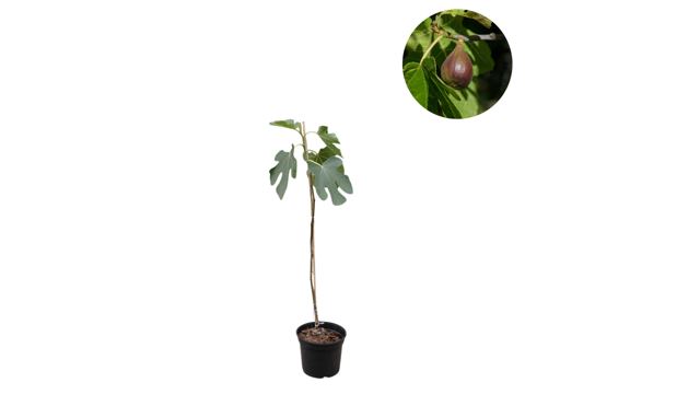 Vijgenboom (Ficus carica 'Brown Turkey')