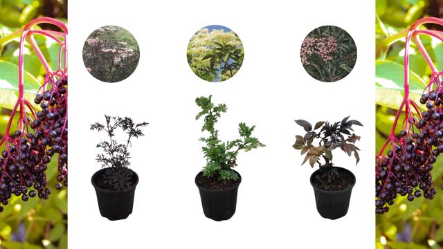 Vlierbes (Sambucus nigra)