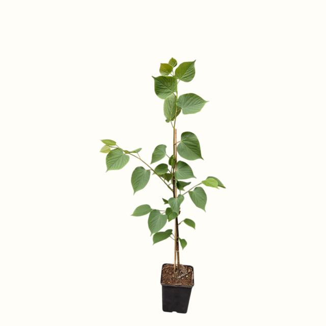 Winterlinde (Tilia cordata 'Rancho')