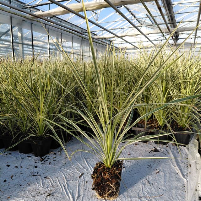 Jonge planten in de kas