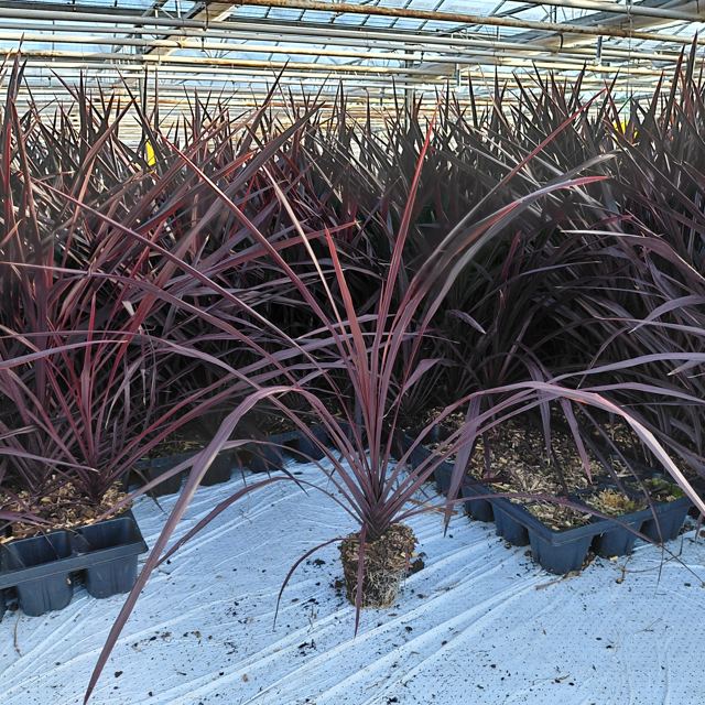 Rood blad in de rij