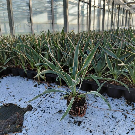 Planten met kluit op de kwekerij