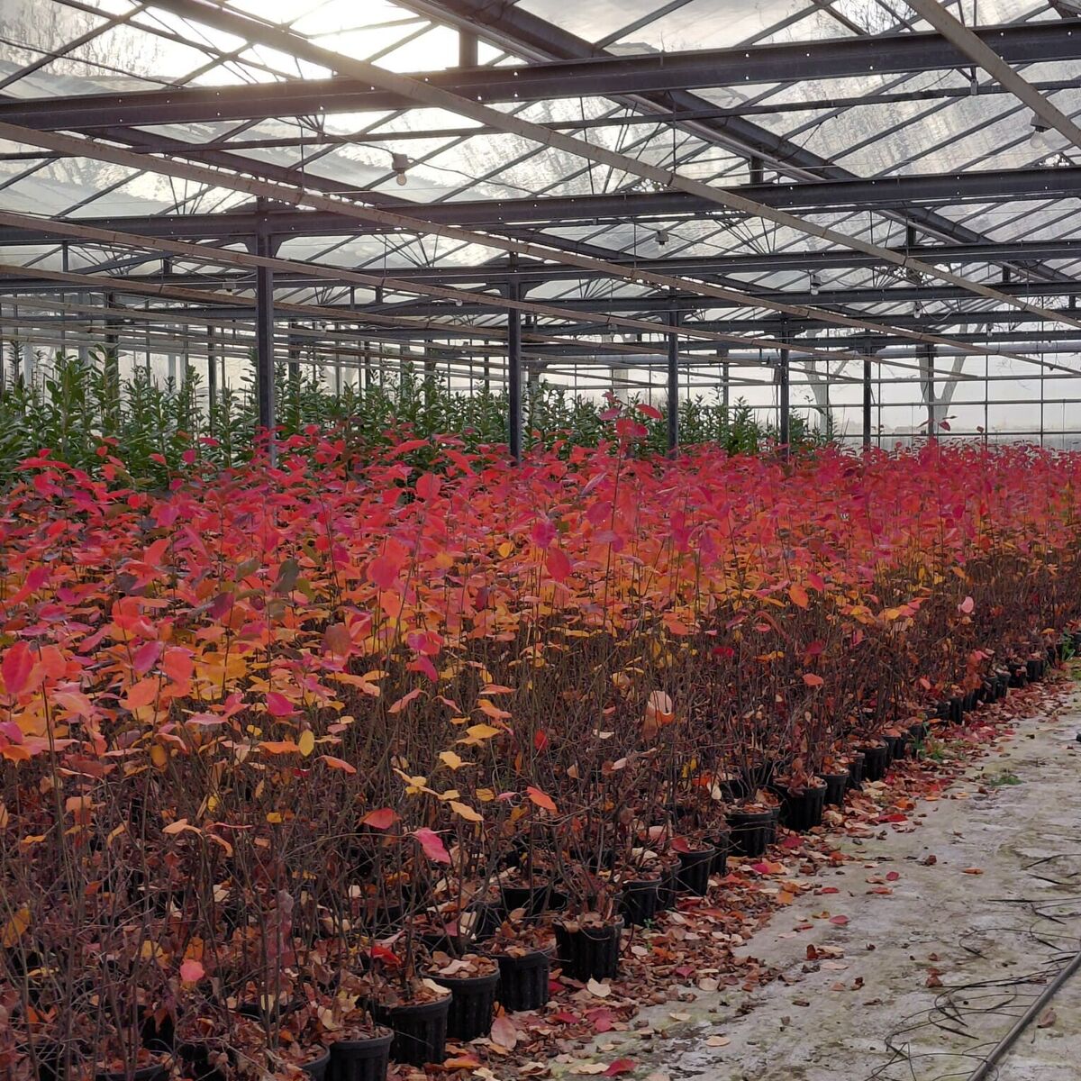 Planten in rijen op de kwekerij