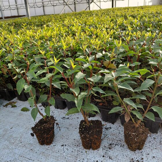 Haagplanten in trays