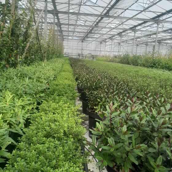 Gangpad op de kwekerij van Plant2Go